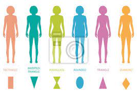 The bust, waist, and hips are called inflection points, and the ratios of their circumferences are used to. Female Body Types Anatomy Woman Front Figure Shape Vector Fototapete Fototapeten Invertiert Stundenglas Schaufensterpuppe Myloview De