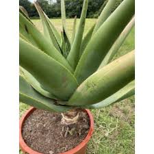 Image result for Aloe aculeata × excelsa