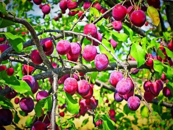 Lila Kirschpflaume kaufen | Pflaumenbaum | Südflora