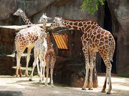 The Giraffe Family At The Milwaukee County Zoo Giraffe Baby Giraffe Giraffe Family