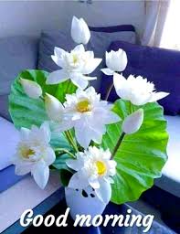 190 Good Morning Gif For Whatsapp 2020 Video Status Funny Animations Filmschoolwtf A few flowers for your girlfriend in the morning. good morning gif for whatsapp 2020