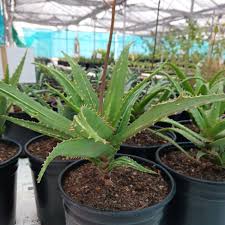 Image result for Aloe wildii