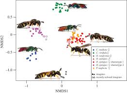 Females will build nests made out of debris and mud. Striking Cuticular Hydrocarbon Dimorphism In The Mason Wasp Odynerus Spinipes And Its Possible Evolutionary Cause Hymenoptera Chrysididae Vespidae Proceedings Of The Royal Society B Biological Sciences