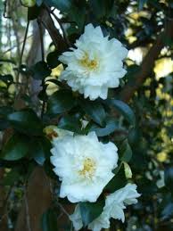 White Doves Sasanqua Camellia Snow On The Mountain Sasanqua Camellia Grape Plant Camellia White Doves