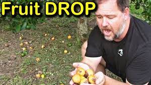 These aren't tomatoes but green persimmons. Why Is My Tree Dropping Fruit How To Stop Fruit Drop Youtube