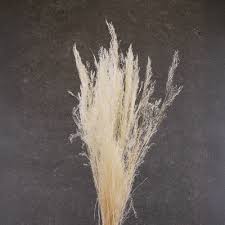 Image result for Agrostis products