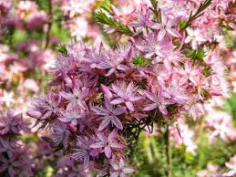 Image result for Tetragonia calycina