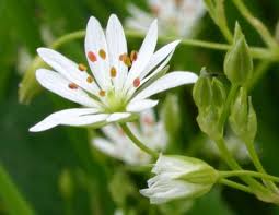 Image result for Stellaria sennii