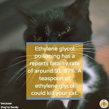 Symptoms of poisoning can be broken down into 3 stages: Antifreeze Poisoning In Cats Certain Death Symptoms Treatment Prevention Our Pets Health