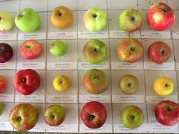Images of edible and poisonous berries from shrubs and trees. Out On A Limb Apples