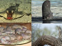 Los 10 animales más raros del mundo: desde la rata topo lampiña hasta el  pez gota - Infobae