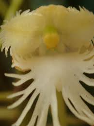 Image result for Rhipidoglossum