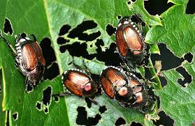 Japanese Beetles Are Treating Colorado Gardens Like A Buffet Japanese Beetles Japanese Beetles Trap Beetle