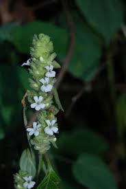 Image result for Phaulopsis imbricata