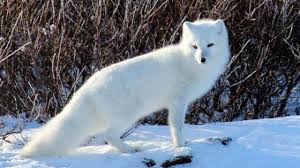 Baby arctic fox pics are great to personalize your world these animated pictures were created using the blingee free online photo editor. Arctic Fox Facts For Kids Interesting Facts About Arctic Fox Kids Animals Facts