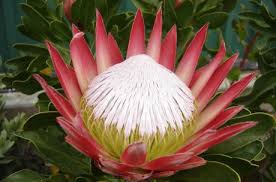 King Of The Proteas Protea Cynaroides Starke Ayres Garden Centre Cape Town Nursery Protea Plant Protea Protea Flower