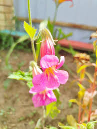 Image result for Tristachya rehmannii