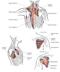 The shoulder has about eight muscles that attach to the scapula, humerus, and clavicle. Ace Prosource July 2016 Functional Anatomy Series The Shoulders