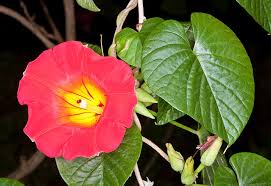 Image result for Stictocardia