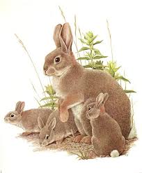 Ths Listing Is For A Cute Vintage Rabbit Print Showing A Female And Her Babies This Lovely Piece Of Rabbit Art Is A Book Pla Rabbit Art Animal Art Bunny Art
