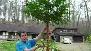 Maybe you would like to learn more about one of these? Shows How To Wrap The Tree Bark Repair Tape Deer Damage Repellent Youtube