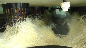 High Pressure Aeroponic Roots In The Treefrog By Multiponics Youtube