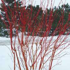 Its relatively fine texture sets it apart from other landscape plants with less refined foliage. Intriguing Bark Enlivens A Winter Scene Finegardening