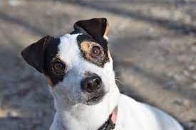 No, it is very unlikely that you will find flea larvae in your bed. Maggots On Dogs Signs Symptoms Canna Pet