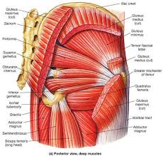This means that the damaged area must be. 22 Hip Muscles Ideas Massage Therapy Muscle Anatomy Hip Flexor