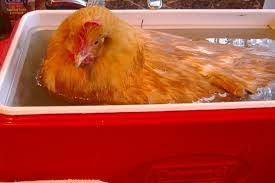 Bumblefoot is basically an infection caused by the staphylococcus bacteria which enters the chicken's system through a cut, scratch, injury or a chafed and irritated area on its foot. Egg Binding Symptoms Treatment And Prevention Backyard Chickens Learn How To Raise Chickens