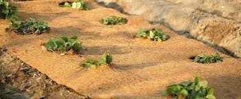 Wird es winter und kommen eis und schnee, dann kann dies für die zarten pflanzen im garten eine gefahr bedeuten. Beetabdeckung Kubelpflanzen Pflanzen Topfpflanzen