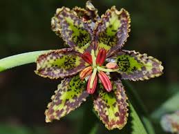 Image result for Enneapogon pretoriensis