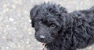 Labradoodle · grand rapids, mi. Labradoodle Puppy Costs Real Breeder Examples Prices