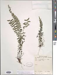 Image result for Asplenium diplazisorum