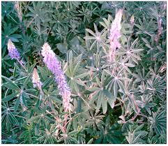 Image result for Lupinus mexicanus