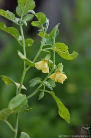 Image result for Physalis viscosa