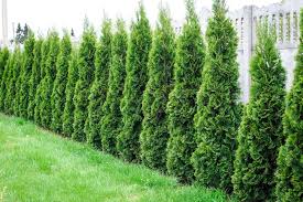 You have decided that the fence at your place is an ugly eyesore, and you want to do something about it. Best Plants For Privacy Fences In Connecticut