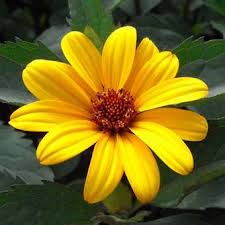 Sonnenauge Heliopsis Helianthoides Summer Nights Gelb In 2020 Sonnenauge Sommernachte Gartenboden