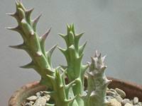 Image result for Orbea carnosa