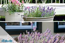 Endlos lange, lilafarbene felder, die einen wunderbaren duft verströmen: Lavendel Pflege In Garten Und Topf Talu De