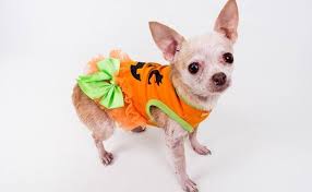 Zoopaws is back for a third year after more than 65 dogs found forever homes last year! Lifeline Animal Project Offering 14 Pet Adoptions Decaturish Locally Sourced News
