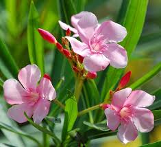 Bunga cempaka kuning nama latinya michelia champaka bunga cempaka telor nama larunya magnolia coco bunga edelweis jawa nama latinya anaphalis javanica Jual Tanaman Jepun Pink Pink Nerium Oleander Bibitbunga Com