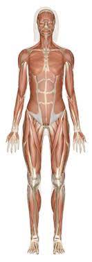 The muscular system is an organ system consisting of skeletal, smooth and cardiac muscles. Explore Human Anatomy Physiology And Genetics Innerbody