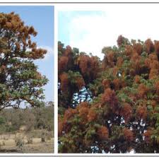 Image result for Hagenia abyssinica