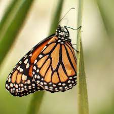 Vive La Experiencia De Estar Rodeado De Mariposas Monarca En Chapultepec Mariposa Monarca Monarcas Mariposas