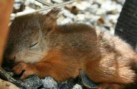 Sleepy Baby Squirrel Animalesbebebonitos Sleepy Baby Squirrel Baby Squirrel Cute Squirrel Animals Beautiful