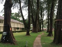 Going back centuries, these special trees have a role in numerous cultures and folklore tales. Lovely Pine Trees Picture Of Lone Pine Hotel Penang Island Tripadvisor