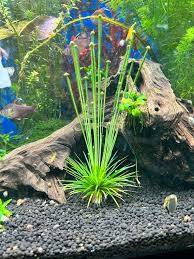 Image result for Eriocaulon