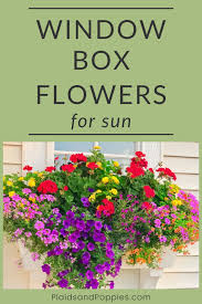 Give marigolds full to partial sun and remove their faded flowers to encourage new blooms from spring. Window Box Flowers Window Box Plants Window Box Container Gardening Flowers