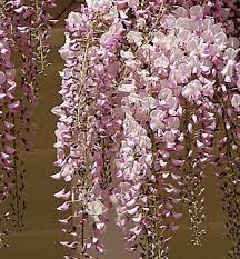 Growing to 9 m (30 ft), it is a woody, deciduous twining climber. Wisteria Floribunda Pink Perth Wa Online Garden Centre